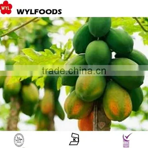 IQF Frozen Papaya Dices HIGH Quality 2015 thumbnail-1