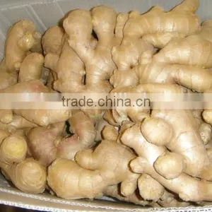 Fresh Ginger (air Dried) thumbnail-5