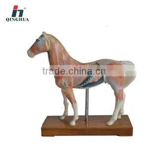 Horse Acupuncture Model thumbnail-1