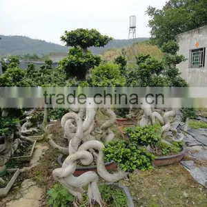Peculiar Dragon Ficus Microcarpa thumbnail-1