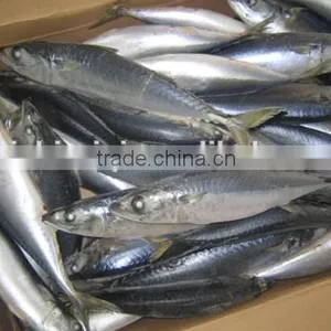 Frozen W/R Pacific Mackerel Good-quality Seafood thumbnail-3