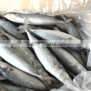Frozen Pacific Mackerel Fish New Good Quality thumbnail-5