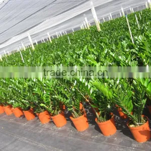 Zamioculcas Zamiifolia thumbnail-2