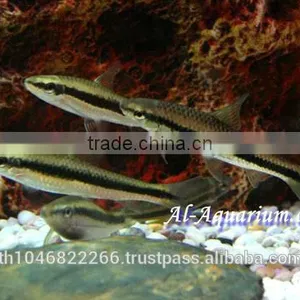 Siamese Algae Eater Fish For Sale / Aquarium Fish Thailand thumbnail-6