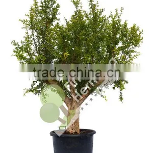 Punica Granatum thumbnail-1