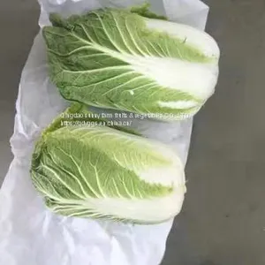 Chinese Cabbage thumbnail-2