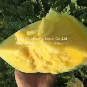 Good Quality f1 Hybrid Yellow Watermelon Seeds for Growing thumbnail-3