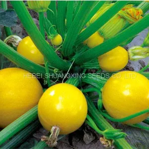 Jinzhu No. 2 Chinese Yellow Skin Hybrid Squash/zucchini Seeds thumbnail-1