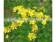 Natural Weeping Fructus Forsythia Oil Essential Oil thumbnail-3