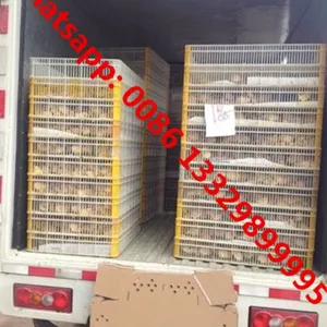 Good Price SINO TRUK HOWO 25,000 Poultry Day Old Chicks Transported Vehicle for Hatcheries thumbnail-3