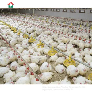Poultry Farm Design With Bird Cage for Layers thumbnail-1