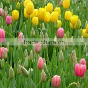 Fashion Crazy Selling Decorative Tulip thumbnail-1