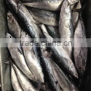 Small Size Sea Frozen Bonito Fishing Products thumbnail-2