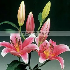 Wholesale High Quality Fresh Lily Flower Water Lilies Flowers From Kunming Qingyi thumbnail-1