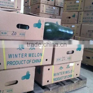 Chinese Fresh Winter Melon Fresh Wax Gourd Export thumbnail-5