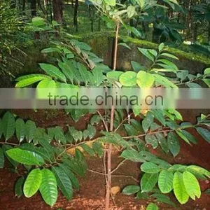 Myristica Fragrans, Nutmeg thumbnail-1