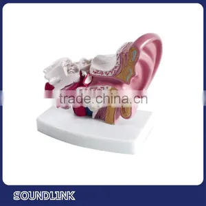 Life-Size Ear Model Shows Outer Ear ,ear Canal,and Inner Ear Mechanisms With Cheap Price thumbnail-1