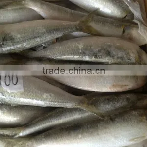 New Coming Fish WR Sardine 8-10pcs/kg for Bait/market thumbnail-2