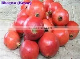 Pomegranate thumbnail-5