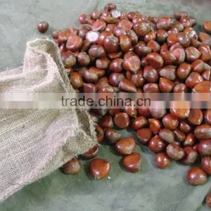 Bulk Fresh Chestnut for Sale thumbnail-1