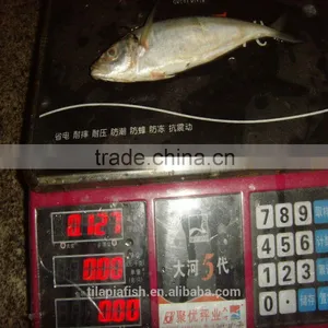 Competitive Prices of Frozen Horse Mackerel Fish CHINA Origin thumbnail-1