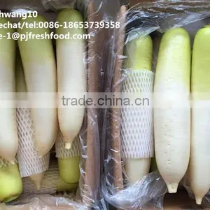 2016 White Green Fresh Radish thumbnail-1