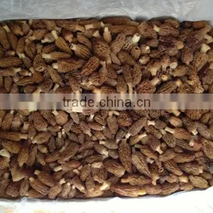 Cultivated Morel Mushroom/dried Morel/black Morchella Conica thumbnail-6