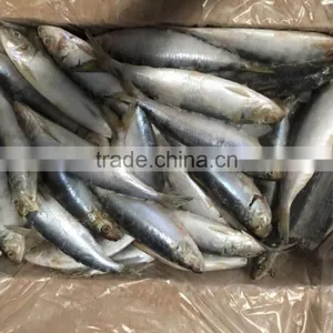 Sardine thumbnail-2