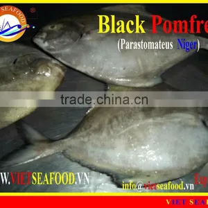 FROZEN BLACK POMFRET WHOLE ROUND thumbnail-1