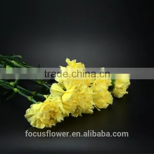 the Best Quanlity Fresh Cut Carnation Natural Flowers to Workmates thumbnail-5