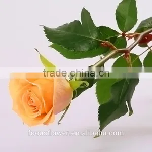 Wedding Flowers Fresh Cut Roses From Yunnan Gift For Valentine's Day Or Wedding Occasion thumbnail-1