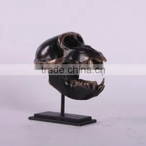 Macaque Skull on Base thumbnail-3