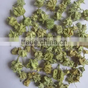 TRIBULUS TERRISTRIS thumbnail-3