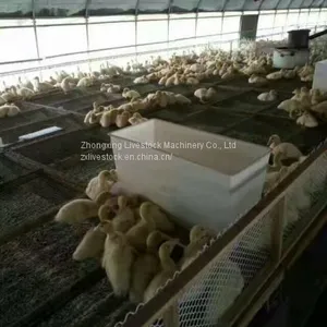 Duck Nest Box/ Duck Feeder thumbnail-4