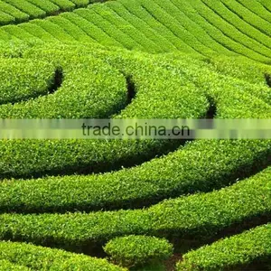 Green Tea To Make You From Fat To Fit thumbnail-2