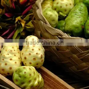 Super Quality Noni Powder For OEM thumbnail-1