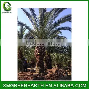 Phoenix Canariensis Palms Trunk 2-2.5m thumbnail-1