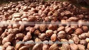 Fresh Vegetables and Fruits in Organic thumbnail-2