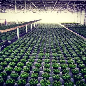 Greenhouse Blackout Shading Screen thumbnail-1