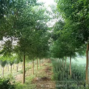 in 2020, the Price of a Chinese Tallow Tree With a Trunk Diameter of 8 cm is 150 Yuan per Tree. Chinese Tallow Tree Base for Street Trees thumbnail-5