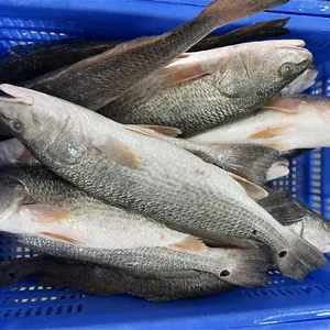 Red Drum Fillet thumbnail-5