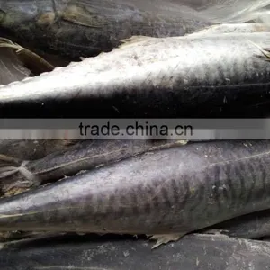 FROZEN SPANISH MACKEREL KING FISH thumbnail-1