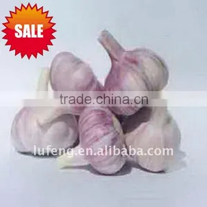 Chinese Garlic thumbnail-1