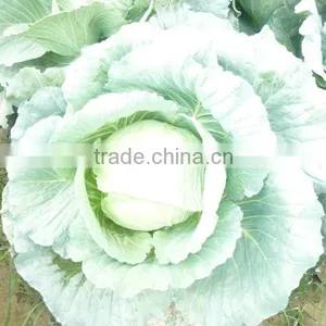 Green Cabbages thumbnail-1