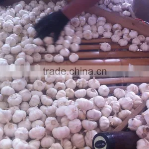 China Red Garlic Price Store Garlic thumbnail-1