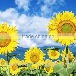Hot Sale New Product China Fresh Sunflower Flower for Wedding Decoration thumbnail-3