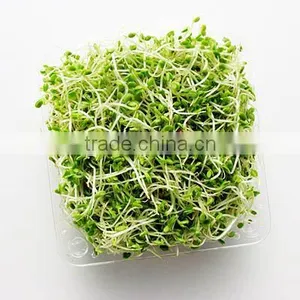 Quality Alfalfa Sprout Seeds thumbnail-1