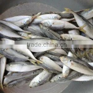 12-14pcs/kg Frozen Whole Round Scad Fish thumbnail-1