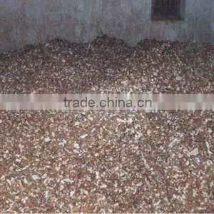 Fresh Sour Tamarind thumbnail-1
