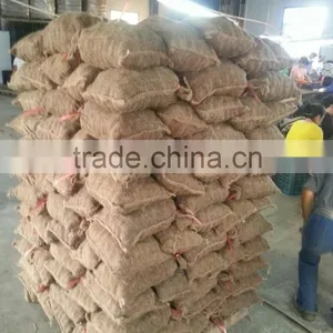 Dandong Kaili Chestnuts Jinhua Species thumbnail-1